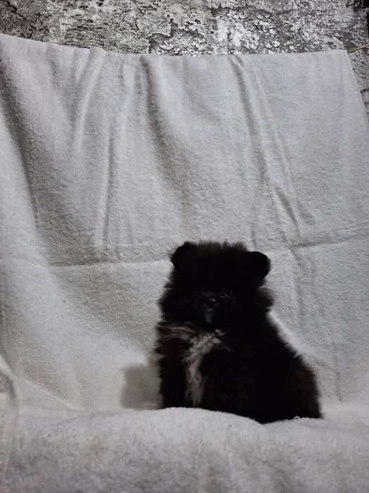 Миник мальчик шпиц