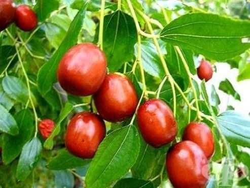 продавам фиданки хинап /китайска фурма/ и лешник