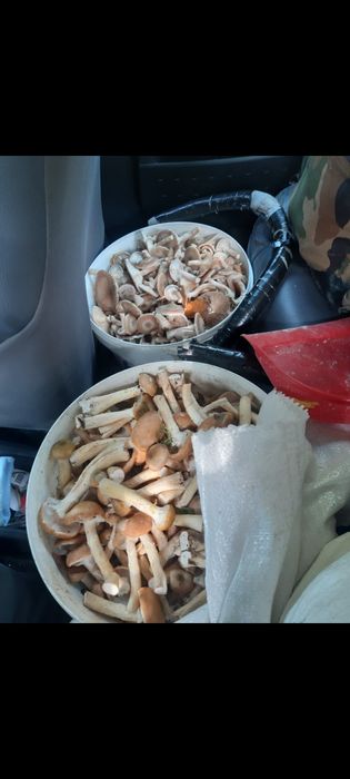 Vând ghebe proaspăt culese pe comanda