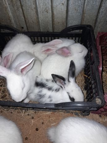 Кролики , продам крольчат