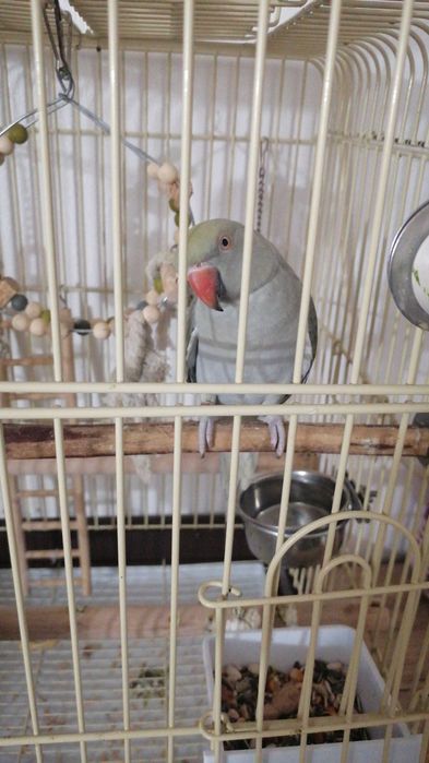 Papagal micu alexander