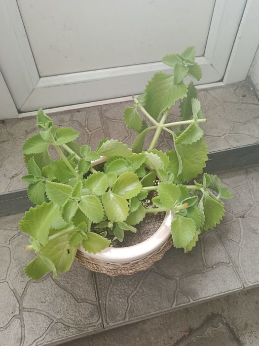 Продам домашнее цветы