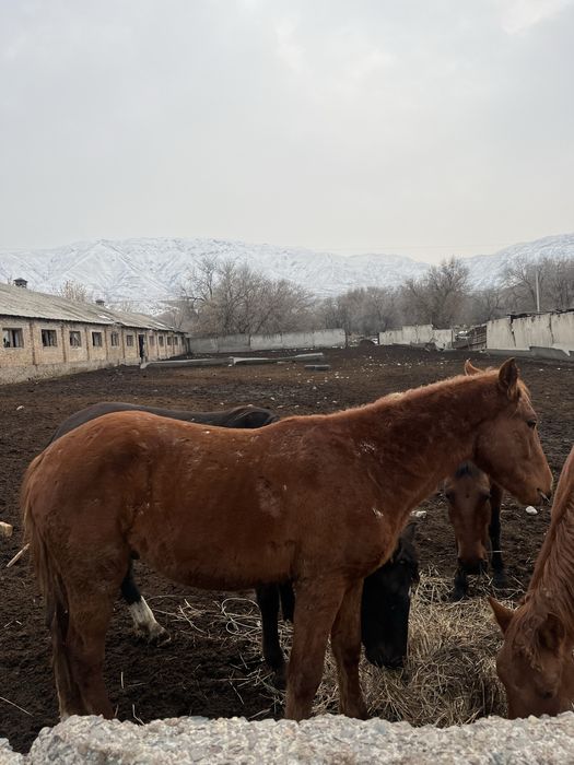 Кунандар сатылады