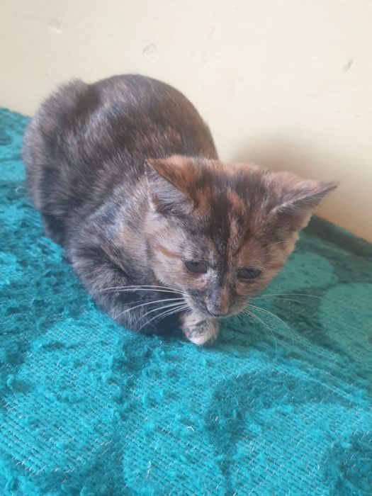 2 pisicuțe și mama lor caută familii iubitoare