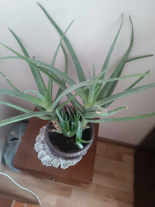 Алоэ Вера  продам