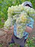 STRUGURI DE VIN.   Recoltă 2025