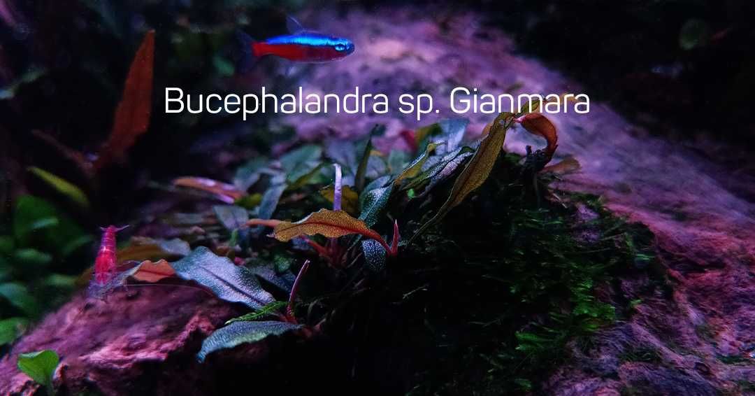 Чёрная карликовая буцефаландра / Bucephalandra sp. Gianmara