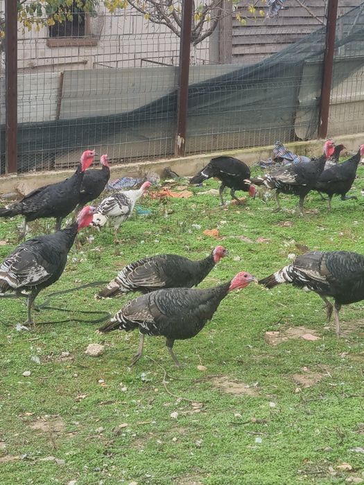 Vând curci și curcani