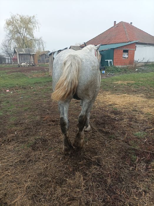 Iapa de vânzare *!!