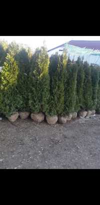 Vând plante Ornamentale tuia thuja gazon rulou