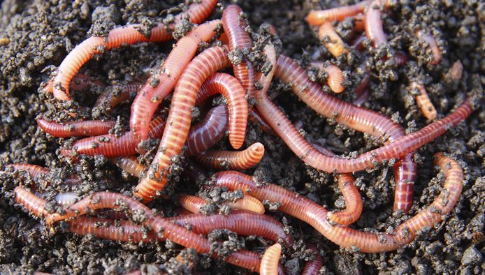 Черви земляные для рыбалке