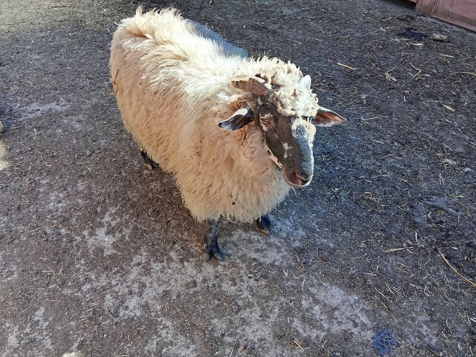 Vând berbecut țurcan