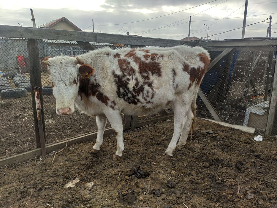 Продам телку стельную