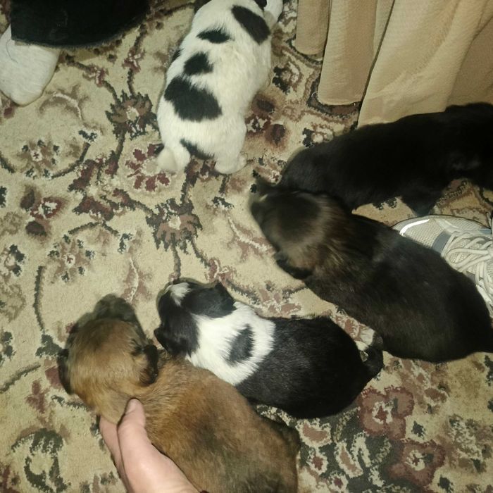 продаются щенки  200 000сум