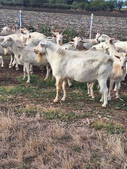 Capre Saanen de vânzare