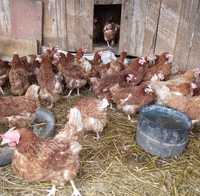 Găini roșii ouătoare   sunt împănate 100% 16 bucata