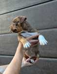American Bully pocket