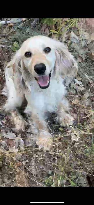 Кокер шпаньол бебета