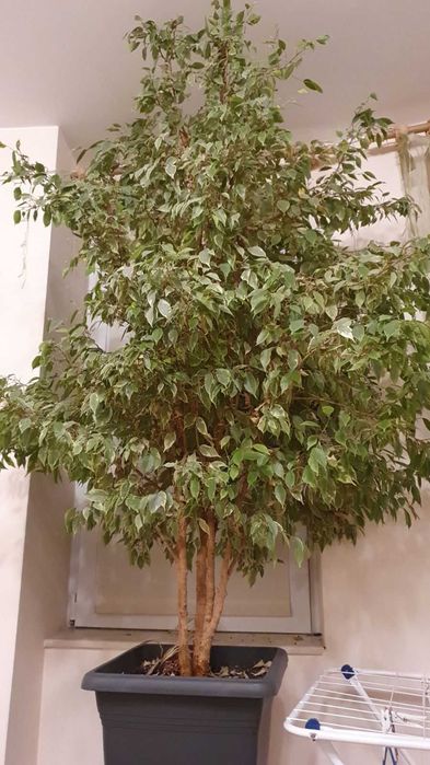 Голям фикус Бенджамин с пъстри листа