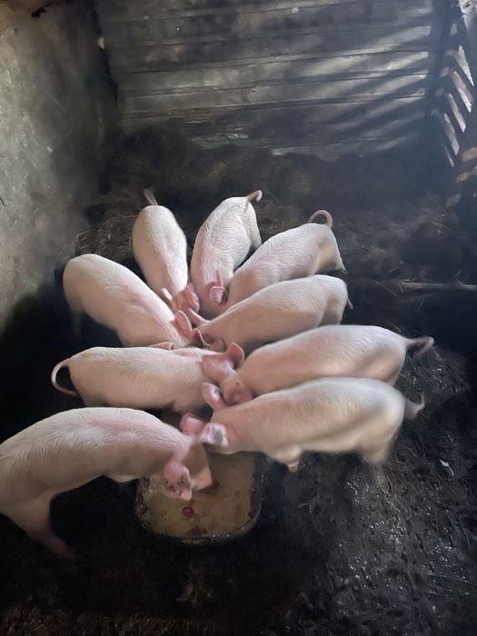 Продам поросят (1.5 месяца)