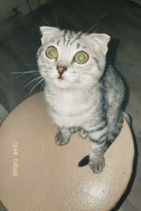 Шатланский веслоухий кот