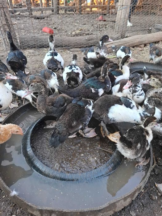 Boboci rața leșească(Cairina moschata.)