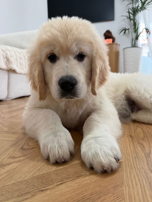 Golden Retriever mascul cu Pedigree