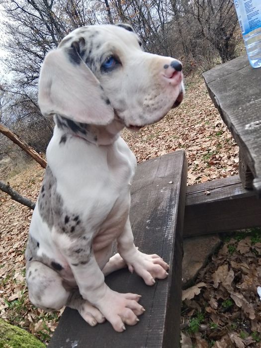 Немски дог с олимпийска кръвна линия