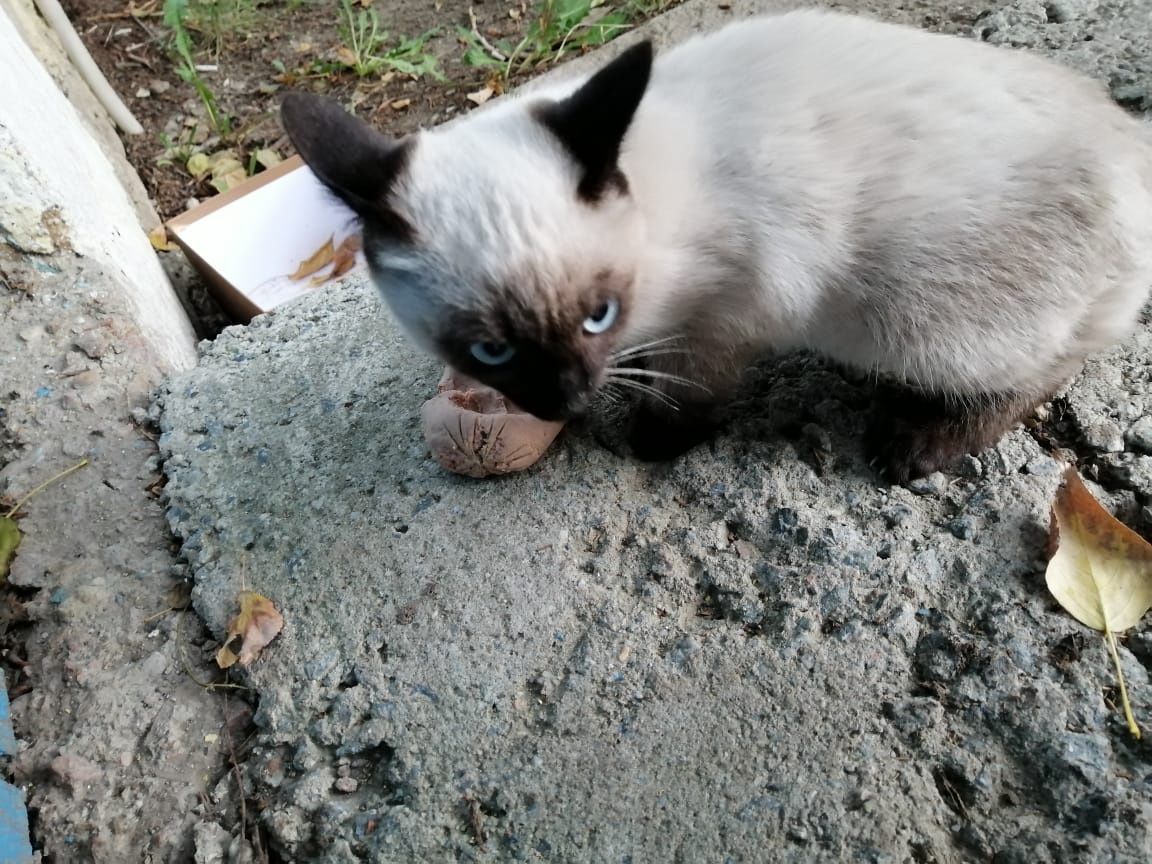 Отдам котика девочку в добрые руки