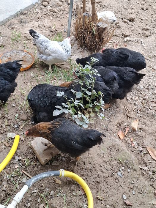 Асалому алекум хаммаси соглом товуклар