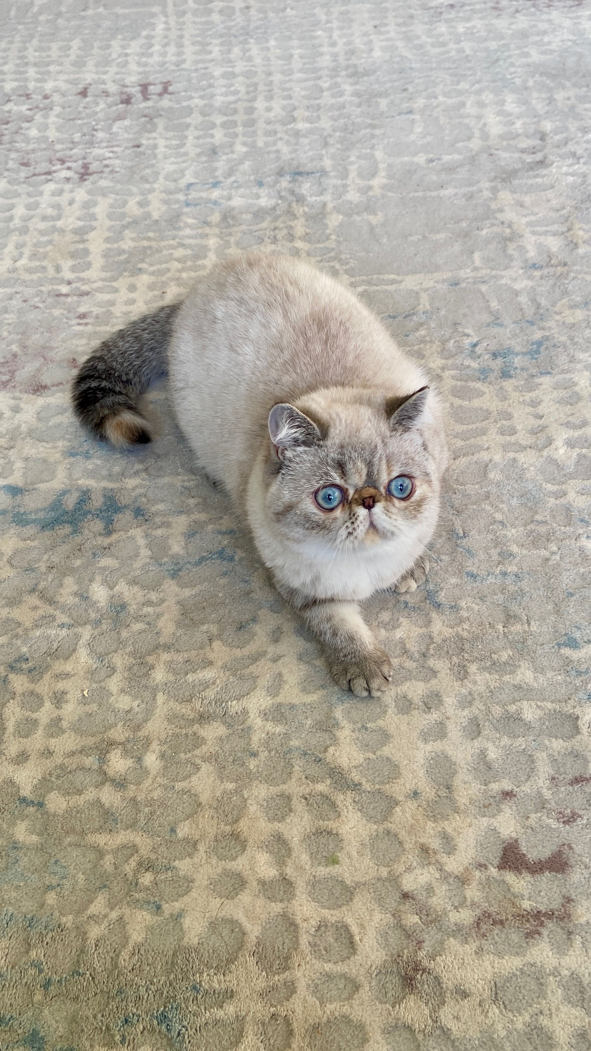 Екзотична късокосместа котка