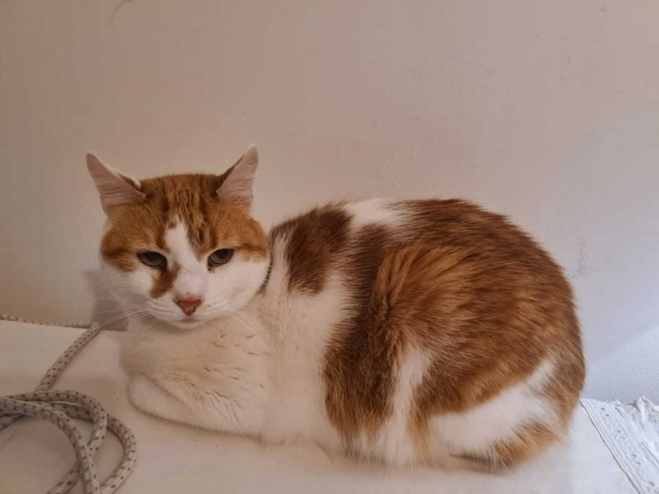 Adoptie motan Bucuresti