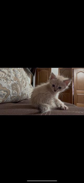 кошка шымкент сиамский