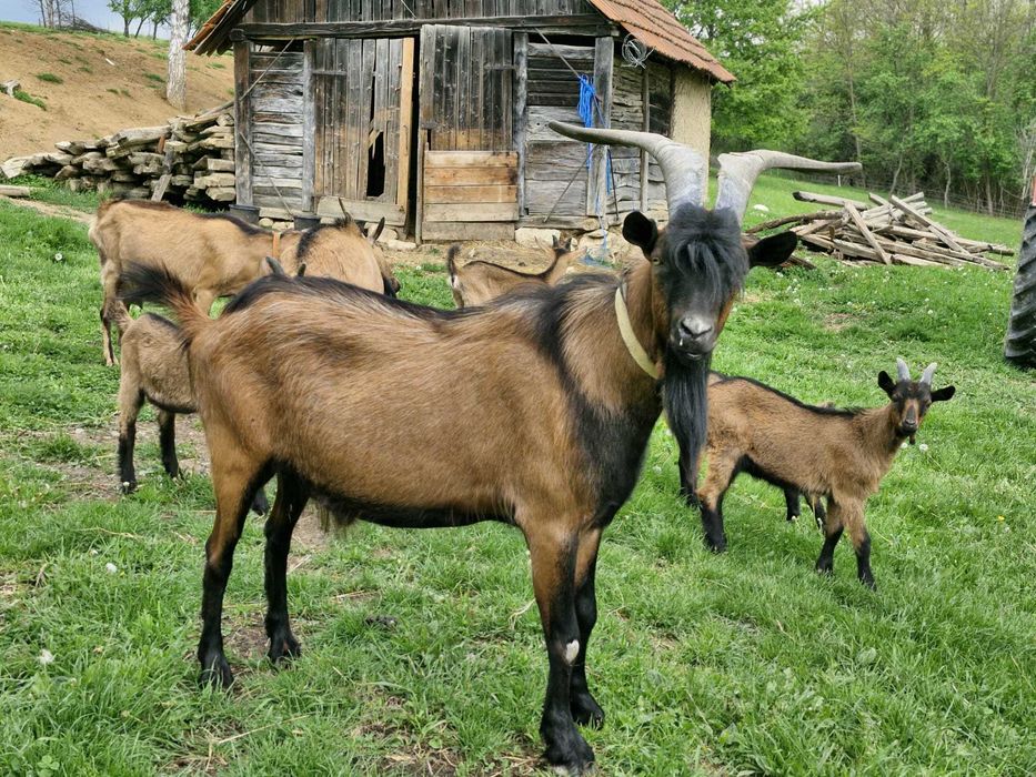 Vând țap alpin francez