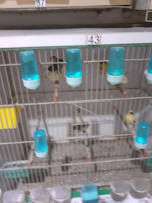 Vând canari și canarite Slavujari