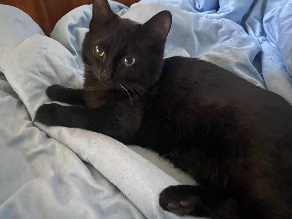 Отдам котят в добрые руки котятам 5мес, мальчика и девочка