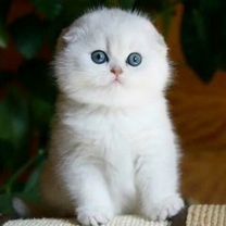 Котята Скоттиш Страйт Фолд