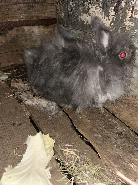 Декоративные кролики