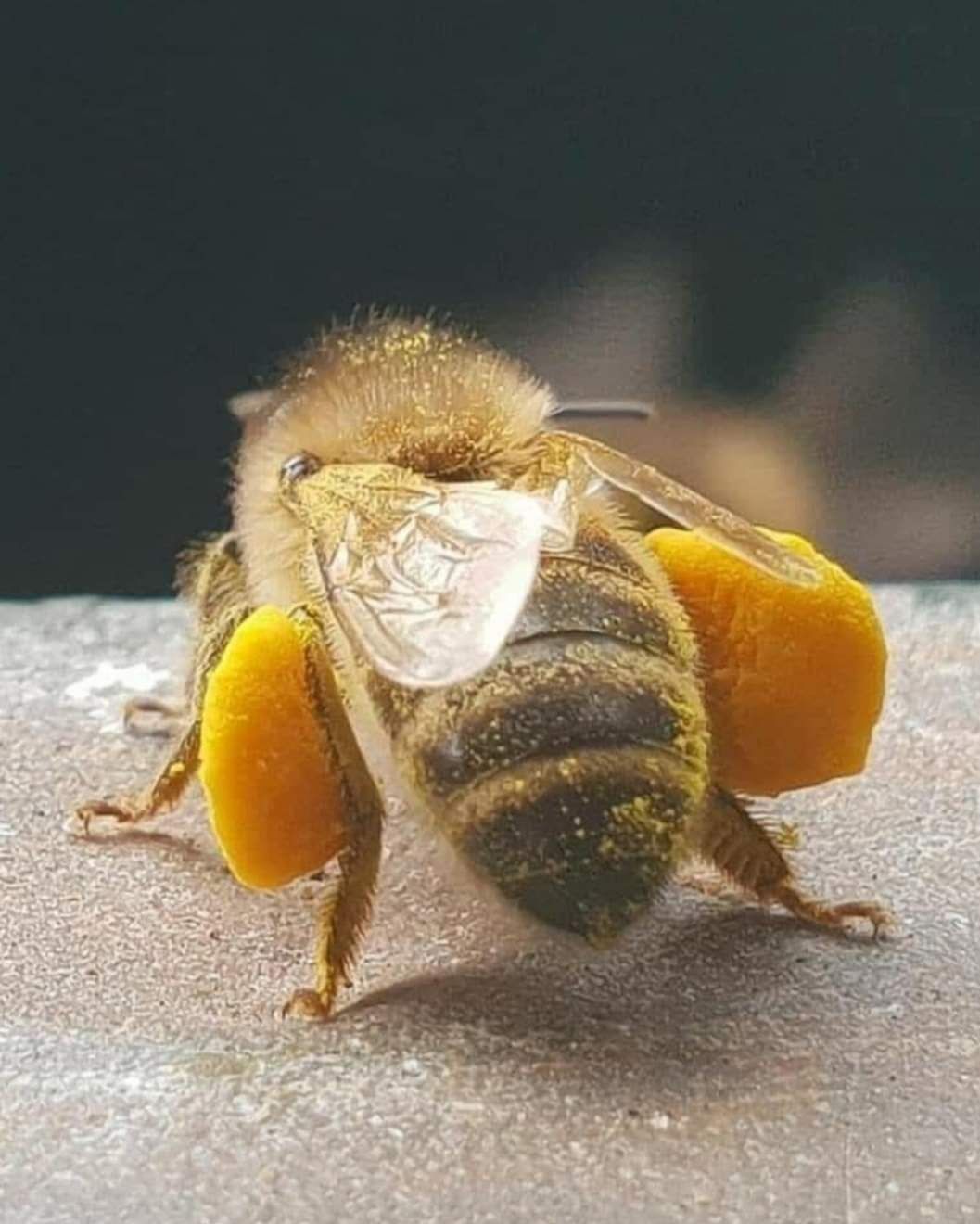Familii albine bio decontare PNA