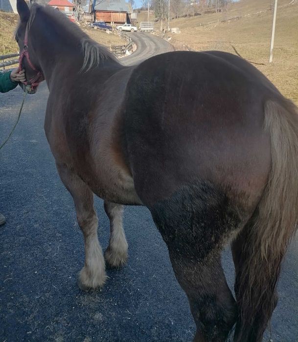 Vând mânz de 2 ani jumate