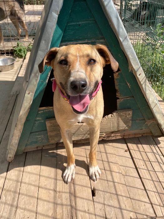 Frida, 2 ani, catelusa iubitoare