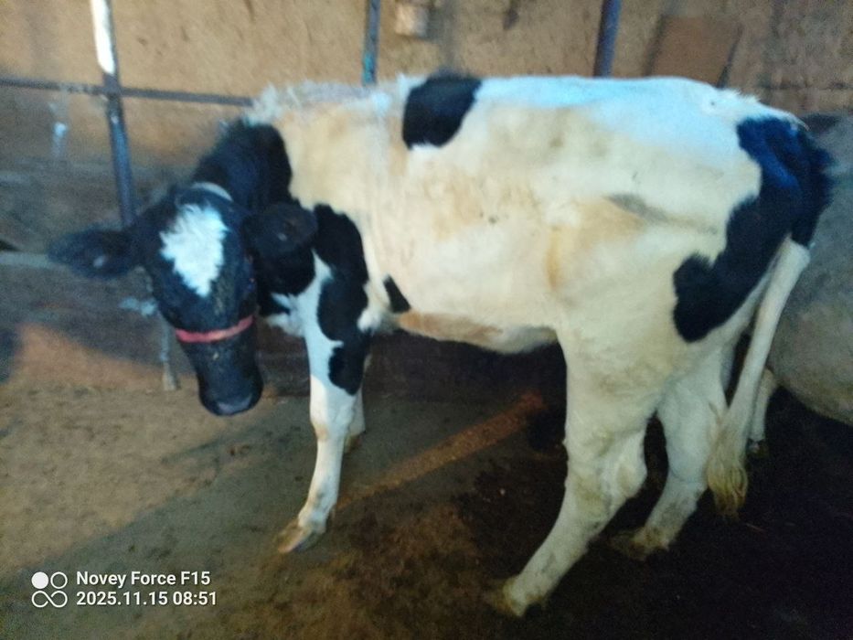 Zottor sigir parvarish qilingan