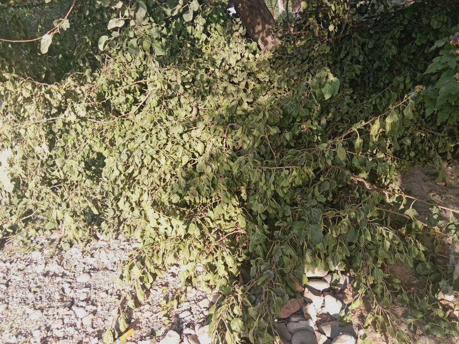 Tutni utinlari sotiladi srochna hul utinlar kundalari kesilgan