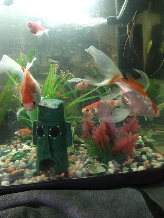 Золотые рыбки продам или поменяю на самки или самцы