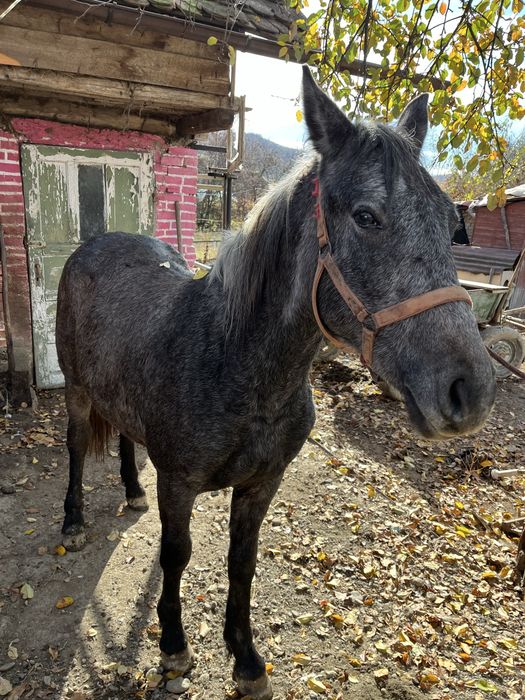 Mânză un an jumate