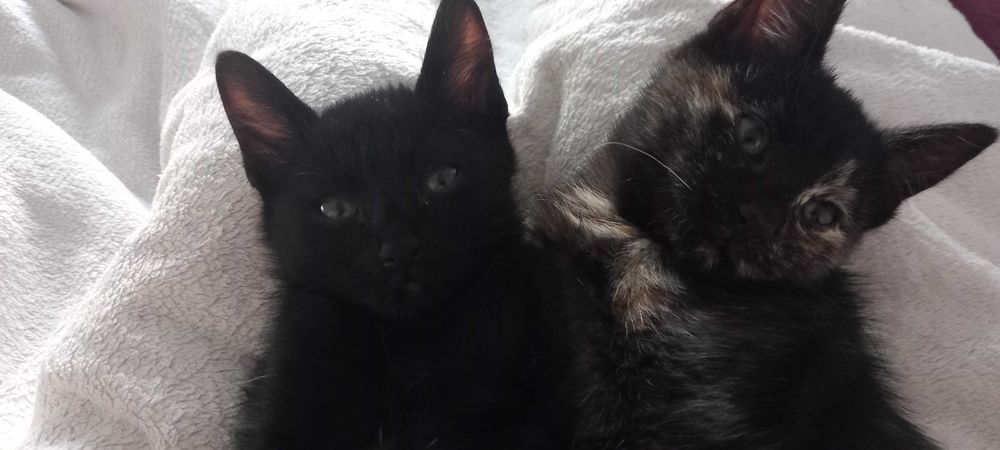 Pisoi pentru adoptie