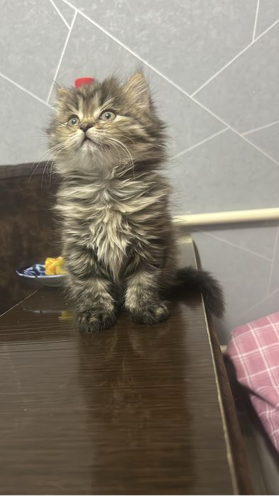 Продается котенок британец