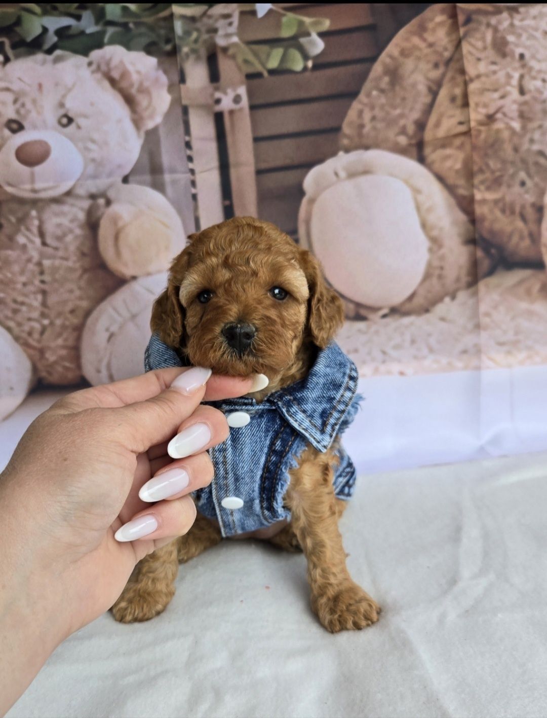 Пудел той ,мини  с родословие Poodle toy момиче