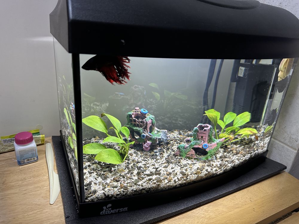 Acvariu Diversa Startup 25 litri