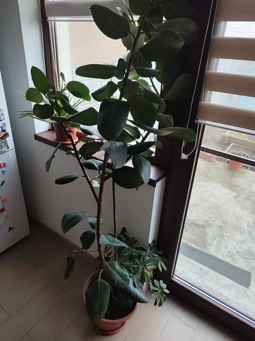 Ficus robusta 1.8 m